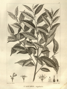 Casearia stipularis | Казеария