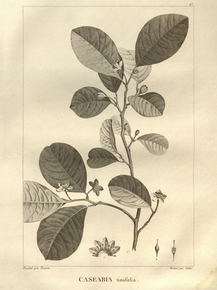 Casearia tinifolia | Казеария