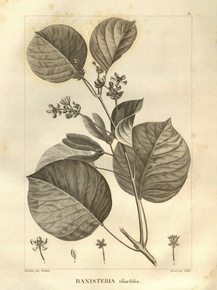 Banisteria tiliaefolia | Банистериопсис каапи