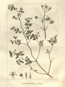 Banisteria parvifolia | Банистериопсис каапи