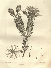 Bejaria | Бежария