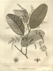Blackwellia glauca