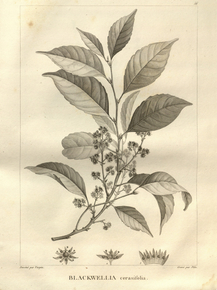Blackwellia cerasifolia