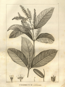 Combretum | Комбретум