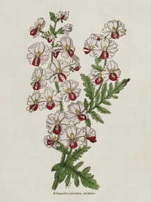 Schizanthus Pinnatus, Humilis