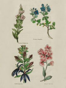Veronica Fruticulosa, Veronica Saxatilis, Lobelia Speciosa, Hesperis Speciosa Veronica Fruticulosa, Veronica Saxatilis, Lobelia Speciosa, Hesperis Speciosa