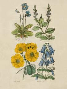 Pinguicula Vulgarius, Veronica Officinalis, Oxalis Crenata, Adenophora Verticillata