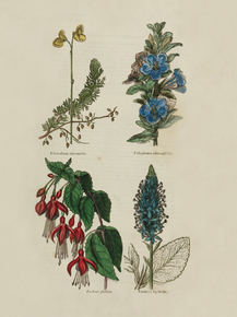 Utricularia Intermedia, Calophanes Oblongifolia, Fuchsia Globosa, Veronioca Hybrida