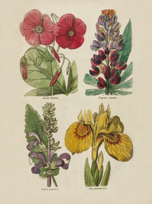 Oxalis Bowiei, Lupinus Elegans, Salvia Pratensis, Iris Pseudacrus