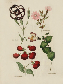 Lychnis Sylvestris, Calceolaria Menciania, Mimulus Lariegatus