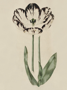 Miss Fanny Kemble