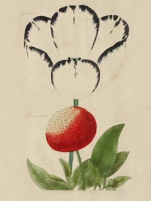 Emily Tulip, Cornus Capitata