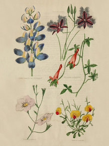 Lupinus Mutabilis, Tropoeolum Pentaphyllum, Nierembergia Ficaulis, Chorizema Spartioides