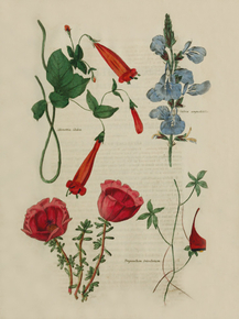 Manettia Glabra, Salvia Angustifolia, Tropaolum Tricolorum, Portuluca Gilliesii