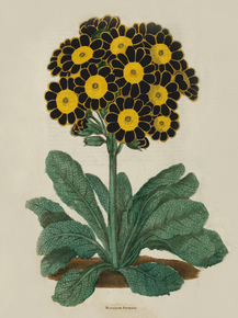 Burnards Formosa