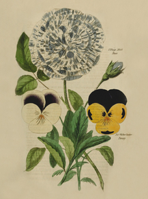 Village Maid Rose, Sir Walter Scover Pansey