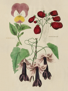 Jane Ann's Favorite, Calceolaria Harrisonia, Lophospernutm Lihodocliiton