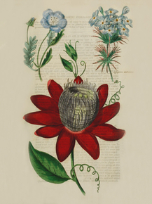 Leptosiphon Androsaceus