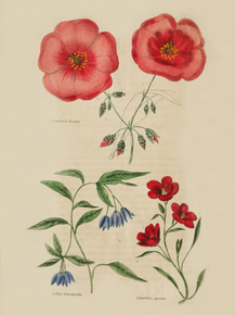 Calandrinia Discolor, Seltya Heterophylla, Calandrinia Speciosa