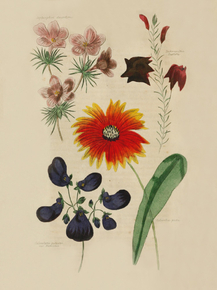Leptosiphon Densiflorus, Galardia Picta, Calceolaria Purpurea, Lechenaultia Baxterii