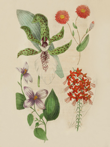 Combretum Purpureum, Melastoma Datappensis, Lygapelatatum Cvinitum, Rhodanthe Manglesii