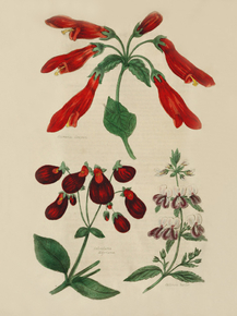 Gesneria Cooperi, Calceolaria Majoriania, Collinasia Bicolor