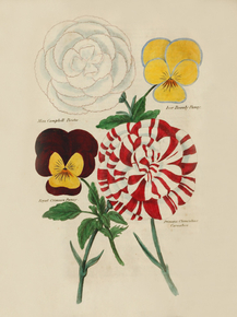 Miss Campbell Picotee, Iver Beauty Pansy, Royal Crimson Pansy, Princess Clementine Carnation