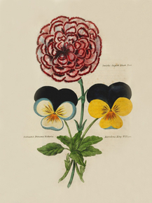Smiths Superb Blush Pink, Rollison's Princess Victoria, Marsden's King William