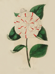 Lamellia Japonica Julianii