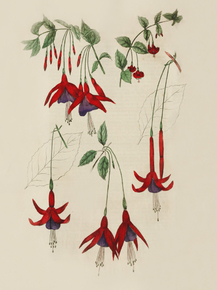 Fuchias