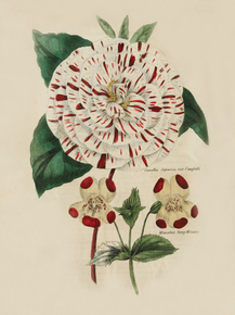 Camellia Japonica Campbelli, Mimulus Forsythiana