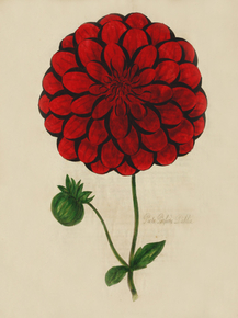 Picta Perfecta Dahlia