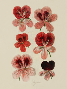 Pelargoniums