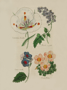 Salochorlus Venustus, Phacelia Congesta, Eutoca Viscida, Cxalis Piottae