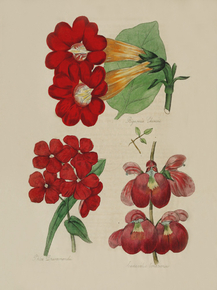Bignonia Cherene, Phlox Drummondii, Canavalia Lonarienois