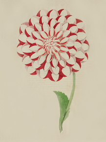 Harris's Inimitable Dahlia