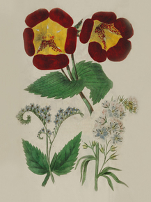 Mimufus Elphinctonea