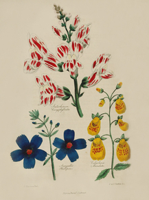 Antirrhinum Caryophylloides, Anagallis Phillipsii, Calceolaria Maculate