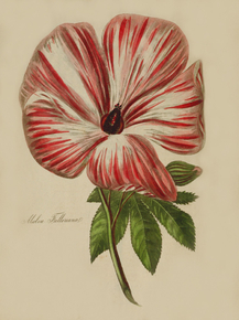 Malva Fulleriana