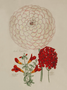 Marsh's Paraqnn Dahlia, Gardoquia Hookeri, Verbena Tweediana
