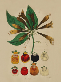 Bignonia Venusta
