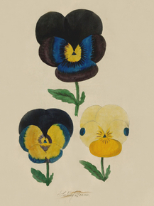 Seedling Ranzies