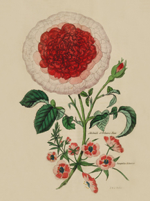 Adelaide Orleans Rose