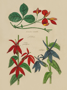 Kennedia Marryath, Azurea Grandiflora, Propenqua