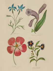 Lobelia Ajurea, Pentstemon Qentianoides, Nuttallia Grandiflora Superba, Cuphea Silenoides