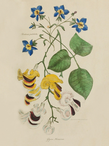 Clintonia Pulchella, Clicine Harrisonia