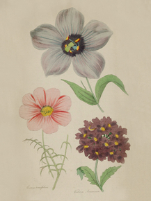 Lisianthus Rujsellianus, Bosmus Tonuifolius, Verbena Arranana