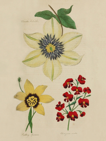 Clematis Siebalbii, Seedling Sparaxis, Cherijema Ovata