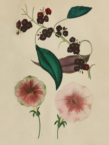 Euphorbia Fulgens, Petunia Marginata & Vitatus