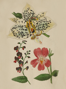 Slanhopea Oculata, Chorojema Cordata, Mimulus Harrisonia